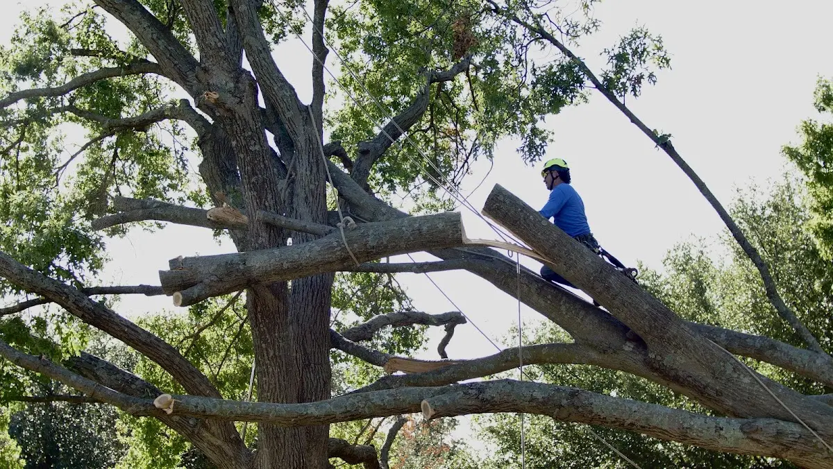 Professional Crown Thinning performed by certified arborists in East Walpole